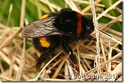Bee