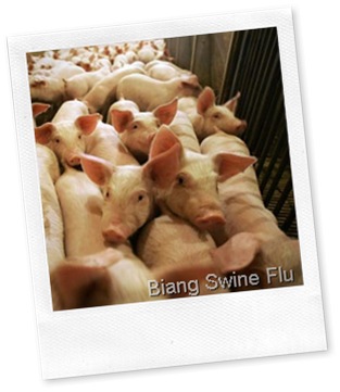 swine-flu