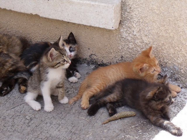 Greek Aegean Cat