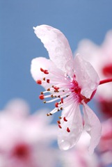 Spring Forward Plum Blossom. Democrat photo by Pat Dollins