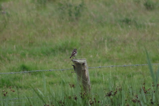 Juvenile Stonechat