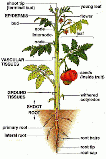 Plant Morphology