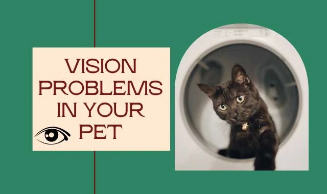 How to Test a Cat's Vision