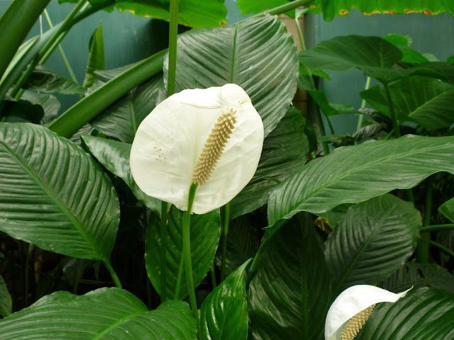 leeds tropical house via lovebirds vintage