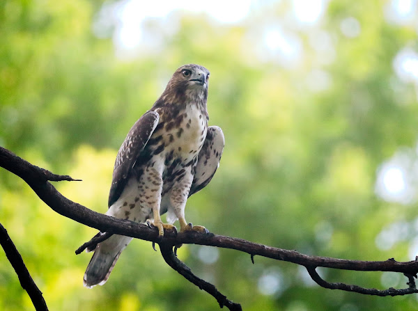 Tompkins Square hawk fledgling on a hot day