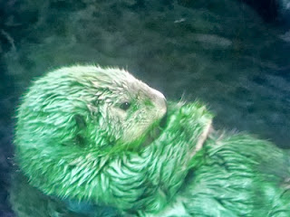 Sea otter