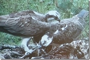 mother osprey takes first go at the fish