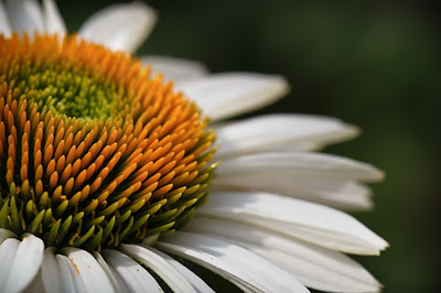 white shasta daisy