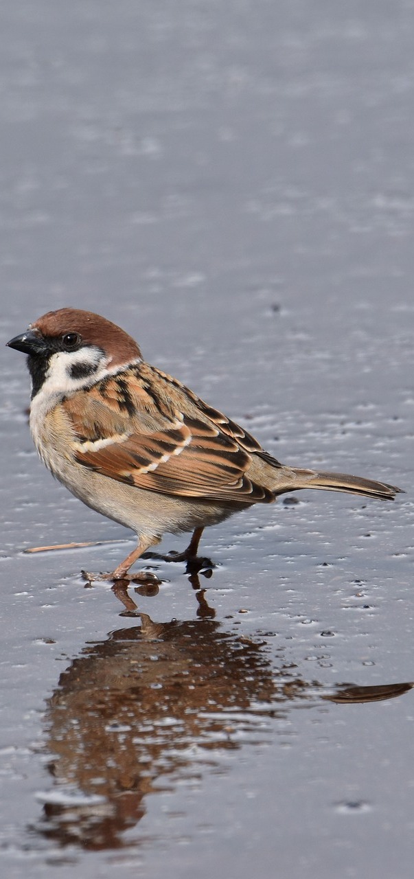 A sparrow getting feet wet.