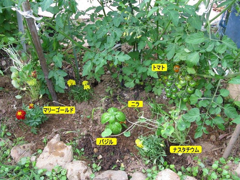 Mahaloha 共栄植物 コンパニオン プランツ No ３ ナス科