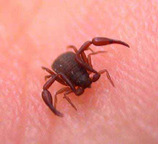 Pseudoscorpion False Scorpion