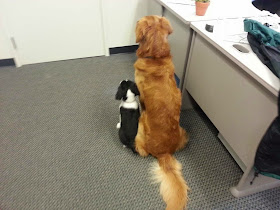 Cute dogs - part 3 (50 pics), big dog and little dog waiting in vet