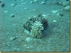 SE Coral Growth