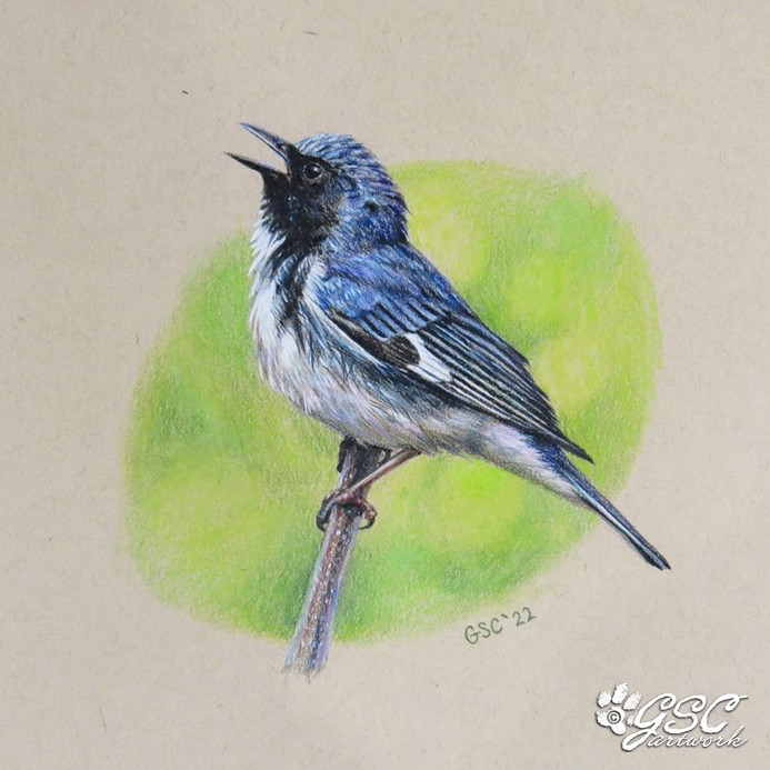 black-throated blue warbler bird nature wildlife art drawing colored pencil artwork
