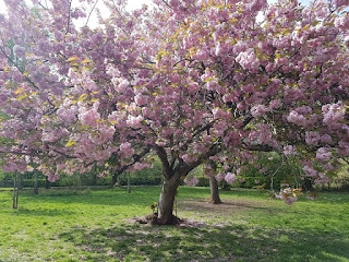 Walks in Nature - Blossom Tree