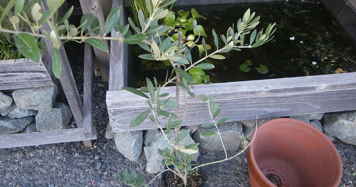 オリーブの鉢植えの育て方 必ずできる植え付けの方法 メダカの大工