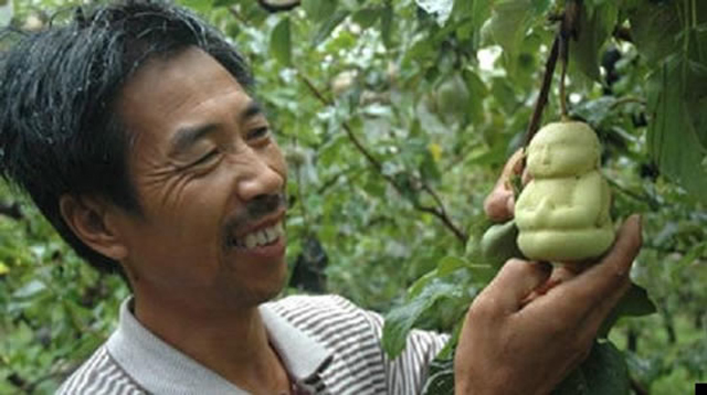 Agricultor chinês cria peras em forma de Buda