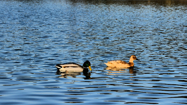 Ducks in the Englischer Garten München