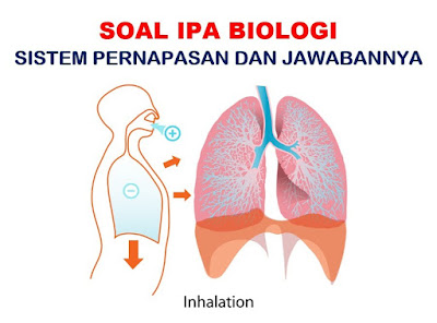 Soal Pilihan Ganda Sistem Pernapasan Jawaban