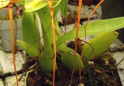 Grow and care Brassia arcuigera orchid - The Arching Brassia