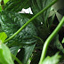 Epipremnum pinnatum 'marble planet'