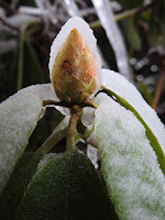 Rhododendron bud iced over