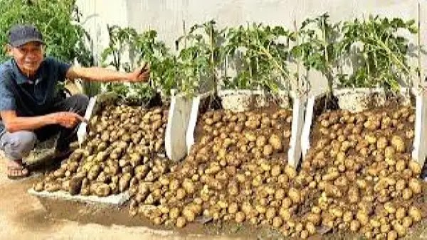 How to grow potatoes