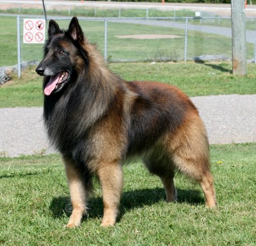 shepherd-dog-breeds