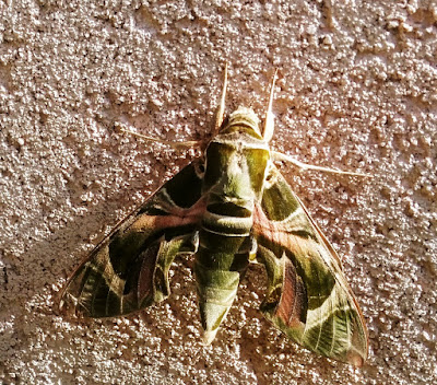 רפרף ההרדוף  (Daphnis nerii)