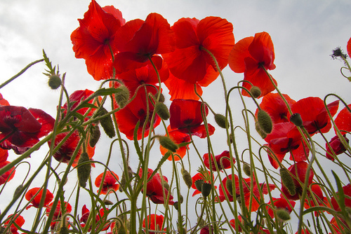  Poppy Field