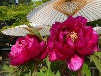 番傘を日除けにワインの花が・・・。