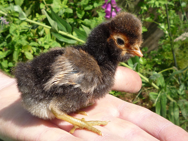 Gold crested and bearded Polish chick