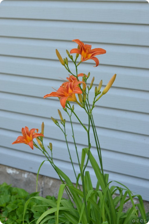 DSC_8361