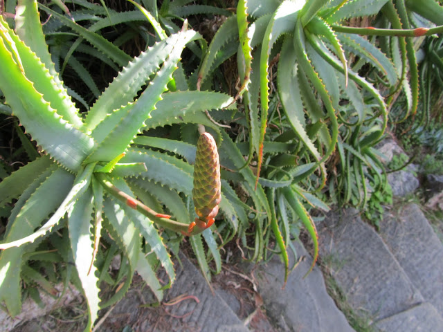 Infiorescenza Immatura Aloe arborescens