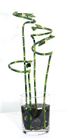 Lucky Bamboo Vase4