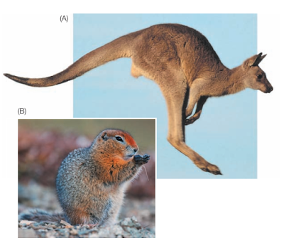 1.5 Energy Can Be Used Immediately or Stored (A) Animal cells break down and release the energy contained in the chemical bonds of food molecules to do mechanical work—in this kangaroo’s case, to jump. (B) The cells of this Arctic ground squirrel have broken down the complex carbohydrates in plants and converted their molecules into fats, which are stored in the animal’s body to provide an energy supply for the cold months.