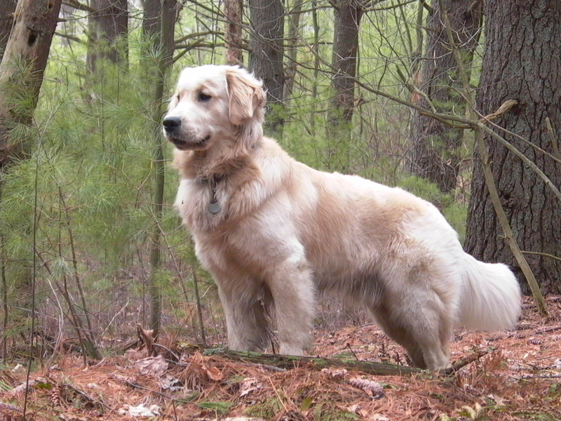 golden retriever puppy running. Golden Retrievers Popular Dog