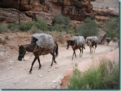 horses
