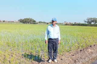 "Sakha Super 300" rice wins the gold medal at the Geneva International Exhibition of Inventions 2022 It is expected that the new rice varieties will contribute significantly to enduring the water scarcity conditions that Egypt is currently experiencing, and help achieve self-sufficiency in high-quality Egyptian rice.  Hamdi Al - Mawafi , head of the National Project for the Development of Hybrid and Super Rice Production under Conditions of Water Scarcity and Climate Changes at the Field Crops Institute of the Agricultural Research Center and Undersecretary of the Rice Research Institute of the Egyptian Ministry of Agriculture, won the Golden Award in the field of agriculture at the Geneva International Invention Fair 2022 in its exceptional session, which was His organization is supposed to be based on his creation of the rice variety "Sakha Super 300".  Al-Mowafi led an Egyptian research team in cooperation with the State of India since 1996, as Egypt started a project to produce water-saving and high-productivity hybrids, and he developed plant hybrids with the triple system, and his team succeeded in registering the rice variety "Sakha Super 300" in 2018, a variety that saves water It gives a high productivity of 20 to 25%, ranging between 5 thousand and 6 thousand tons per acre, compared to the traditional varieties, whose production ranges between two thousand and 3 thousand tons per acre.  In a farmer’s field, confirmatory experiments for the “Sakha Super 300” variety in Moussa locality in Egypt (social networking sites) The largest and most important exhibition of innovation The Geneva International Fair is the largest and most important exhibition for innovation, as it includes more than a thousand innovations in several fields such as engineering, building and construction, environmental protection, energy and other different sciences and industries.  It is noteworthy that the Egyptian Academy of Scientific Research and Technology was the one who nominated the participants in the exhibition, and supported them on a competitive basis.   According to the Academy’s statement published on 4 April, the President of the Academy, Prof. Dr. Mahmoud Saqr, expressed his happiness with the result, which resulted in the winning of 9 innovators from the Egyptian team for 8 innovations, and the winning of all the participating Egyptians supported by the Academy, who were selected from among the applicants on the website. The Academy in a fair way to participate in the Geneva International Exhibition of Inventions 2022.  Dr. Khaled Abdel Ghaffar, Minister of Higher Education and Scientific Research and Acting Minister of Health, expressed his happiness with these proud results, stressing that the best applicants were selected to represent Egypt in this important exhibition in accordance with the announced criteria.  Super 300 The area of ​​rationed rice at the end of the 2019 season reached one million and 76 thousand feddans, after increasing the available areas after developing water-saving strains, compared to only 724,000 feddans in 2018.  The Egyptian Ministry of Agriculture aims to increase the size of the areas of drought rice "low in water consumption", after positive results appeared for the new seed varieties that were used in agriculture, which are characterized by high productivity and saving water consumption.  Egypt elicits new strains in anticipation of the lack of control of a particular variety on the cultivated areas.  The Ministries of Agriculture and Irrigation developed a solution to the problem of water shortage by reducing the rice area to less than one million acres, which led the government to import quantities from abroad. Water consumed by traditional rice.  And the new innovation that won the only gold medal that Egypt got is an applied innovation to derive the “Sakha Super 300” rice variety, which withstands water scarcity for a period ranging between 8 and 10 days, and withstands adverse climatic conditions, in addition to salinity up to 4 thousand parts per million.   Ordinary varieties cannot survive without water, while dry rice differs from traditional rice in terms of its productivity and water consumption rates. It consumes 4,000 meters of water per acre compared to 6,000 for the traditional type, and achieves productivity of 5 tons per acre compared to only 4 tons for the conventional type.  Wide acclaim In turn, the head of the Agricultural Research Center, Dr. Muhammad Suleiman, praised Dr. Hamdi Al-Mawafi’s winning of the gold medal, and congratulated him for his role in agricultural scientific innovation to serve the objectives of applied scientific research in the field of new varieties of rice, in light of the country’s limited water resources and the need to devise varieties that face these challenges. challenges.   Soliman said - in press statements - that Al-Mawafi's winning of this award for the rice crop is a confirmation of the success of the Agricultural Research Center in the service of applied research that serves the objectives of the Egyptian state, and reinforces the importance of collective scientific work through scientific and research cooperation between the Agricultural Research Center and the Academy of Scientific Research to publish varieties Which is devised by the scientists of the Agricultural Research Center, which ended with a unique Egyptian success at the international level.  Al-Mawafi (right) explains the results of the project to Dr. Mahmoud Saqr, President of the Egyptian Academy of Scientific Research (social networking sites) For his part, the Minister of Agriculture and Land Reclamation, Mr. Al-Qaseer, congratulated Al-Muwafi, and considered his victory a new achievement to be added to the balance of the scientists of the Agricultural Research Center in the Ministry of Agriculture.  The minister said in press statements that he contacted Al-Mawafi to congratulate him on this unique scientific achievement, stressing that the ministry pays great attention to applied research and provides it with all aspects of support.  He pointed out that this innovation will be benefited from and the expansion of the application of the cultivation of the new rice variety, which contributes to increasing productivity and rationalizing water consumption.  It is expected that the new rice varieties will contribute significantly to enduring the water scarcity conditions that Egypt is currently experiencing, and help achieve self-sufficiency in high-quality Egyptian rice.