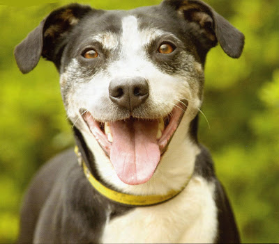 He's now living at the Dogs Trust shelter in West 