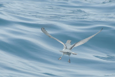 Fairy Prion (Pachyptila turtur)