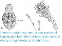 http://sciencythoughts.blogspot.com/2019/02/thesium-nautimontanum-new-species-of.html