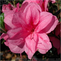 Autumn Empress Encore Azalea7