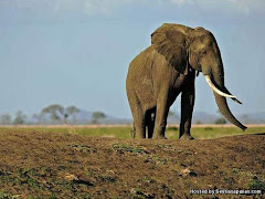 Ketahui 3 Spesis Gajah Di Dunia, 500 Telah Pupus!