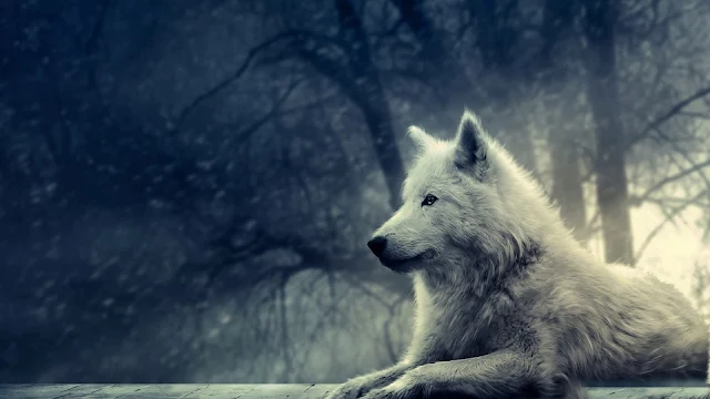 Papel de Parede de Animais Lobo Branco, animal wallpapers hd free