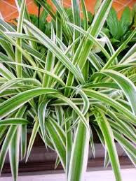 Lili paris (Chlorophytum comosum)