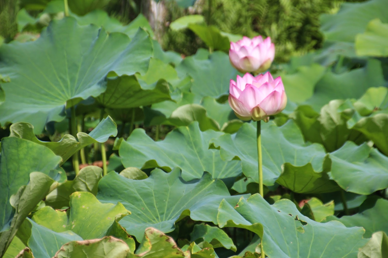 The Sacred Lotus Flower