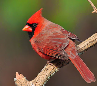 northern cardinal