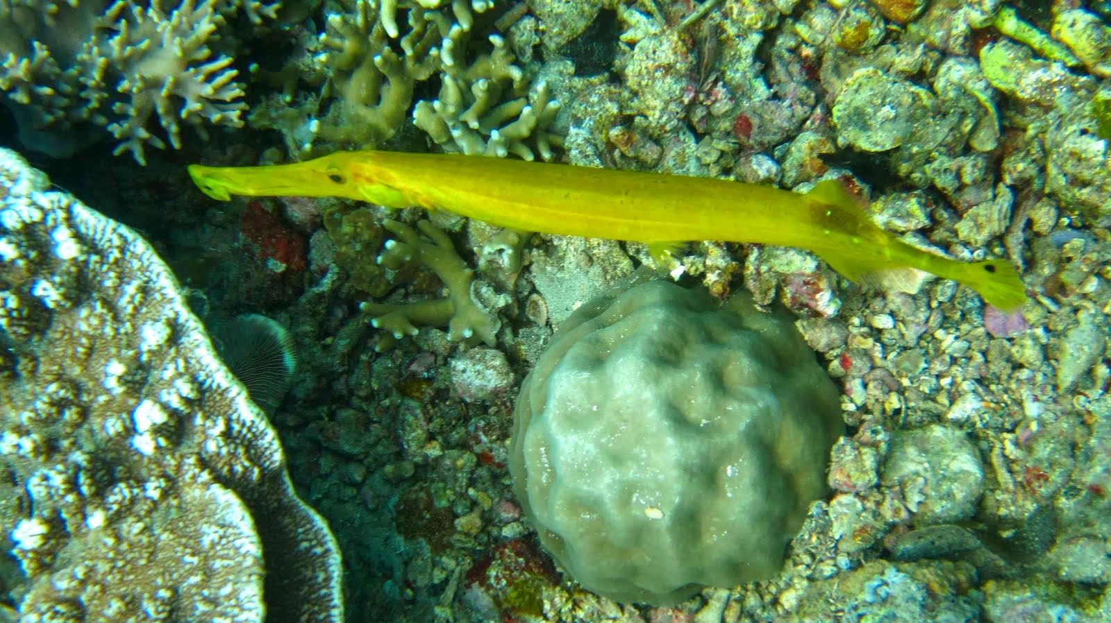 Poisson trompette