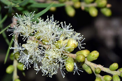 Melaleuca; "árvore do chá"